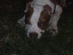 2007_080577260012.jpg
